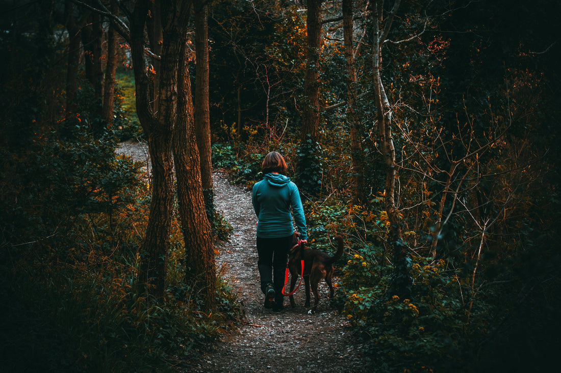 Dog Walking Made Easy: 8 Best Accessories for Stress-Free Dog Walks