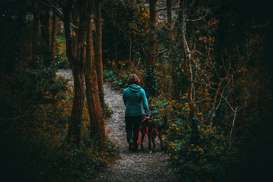 Dog Walking Made Easy: 8 Best Accessories for Stress-Free Dog Walks